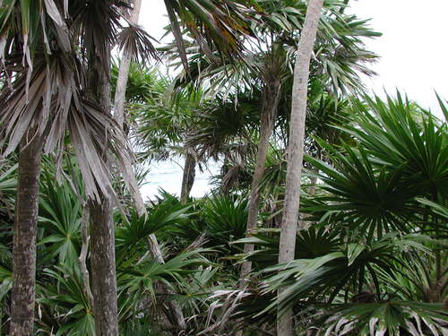 Thrinax radiata (Florida thatch palm) — photo