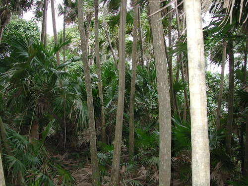 Thrinax radiata (Florida thatch palm) — photo