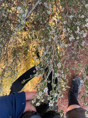Thryptomene maisonneuvei (Heath myrtle) — photo