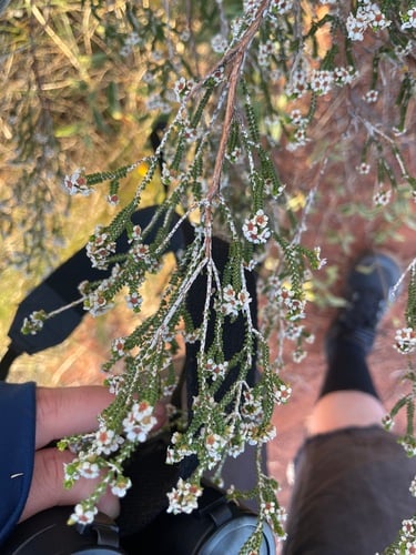 Thryptomene maisonneuvei (Heath myrtle) — photo