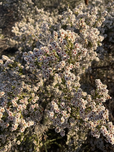Thryptomene maisonneuvei