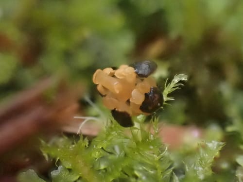 Thuja plicata (Western Red Cedar) — photo