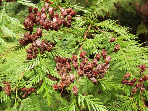 Western Red Cedar