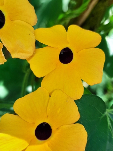 Thunbergia alata (Black-eyed-Susan vine) — photo