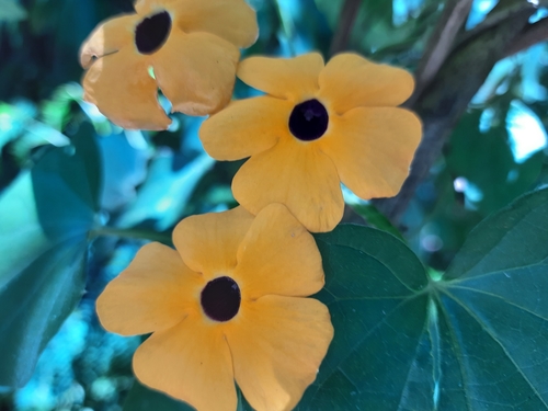Thunbergia alata (Black-eyed-Susan vine) — photo