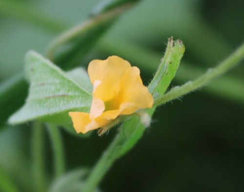 Thunbergia aurea — photo