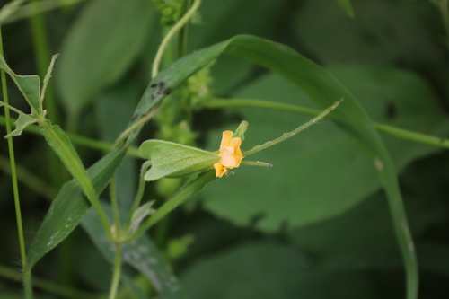 Thunbergia aurea — photo