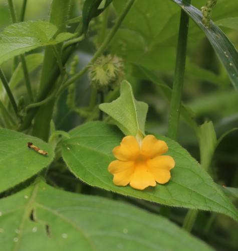 Thunbergia aurea