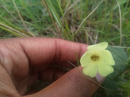 Thunbergia capensis — photo