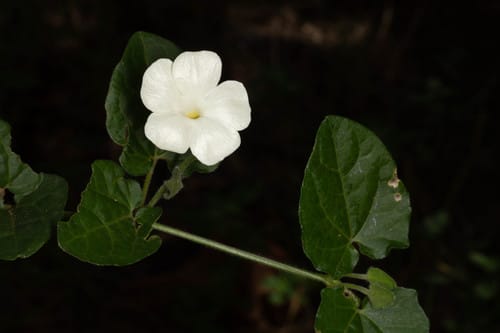 Thunbergia dregeana — photo