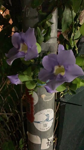 Thunbergia grandiflora (Blue trumpet vine) — photo