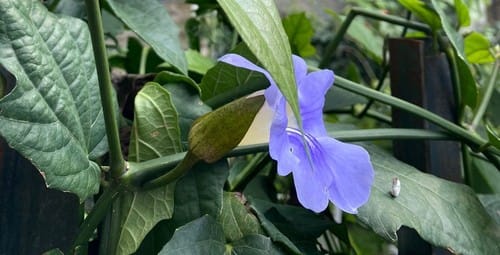Thunbergia grandiflora (Blue trumpet vine) — photo