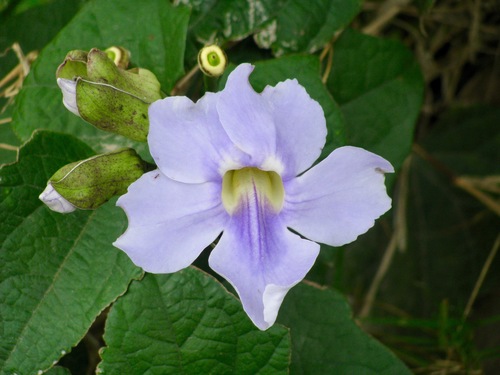 Thunbergia grandiflora