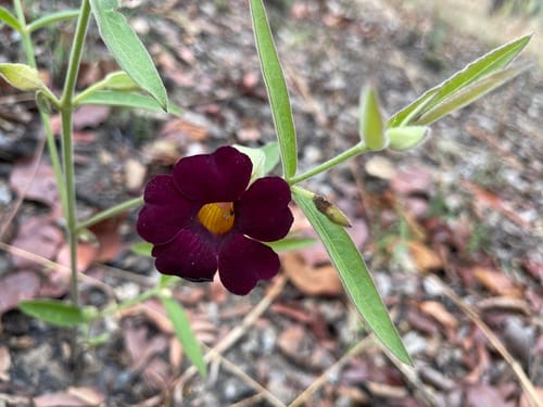 Thunbergia lancifolia (Blue thunbergia) — photo
