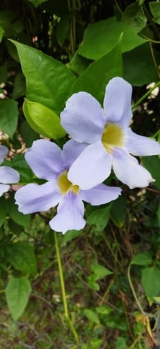 Thunbergia laurifolia — photo