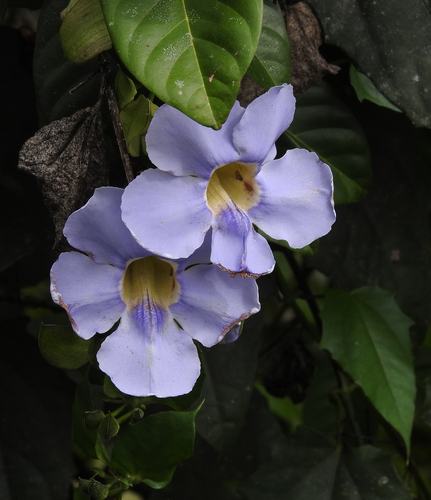 Thunbergia laurifolia