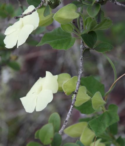 Thunbergia lutea