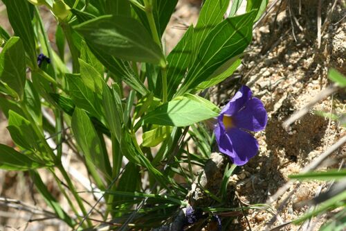 Thunbergia oblongifolia — photo
