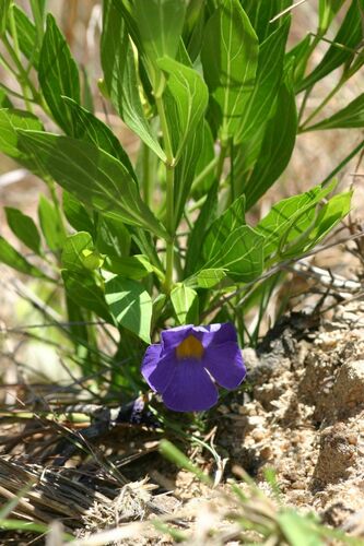 Thunbergia oblongifolia — photo