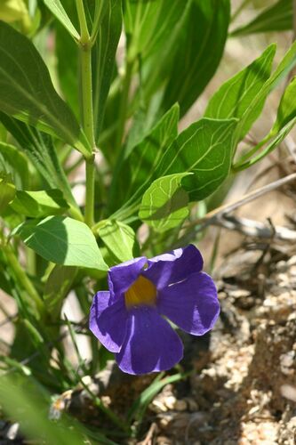 Thunbergia oblongifolia