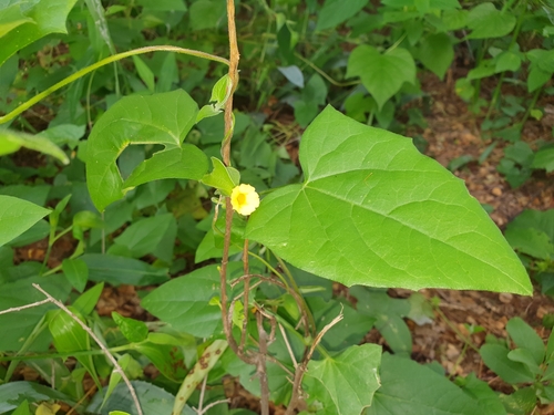 Thunbergia reticulata