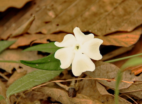 Thunbergia similis — photo