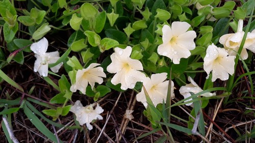 Thunbergia subalata