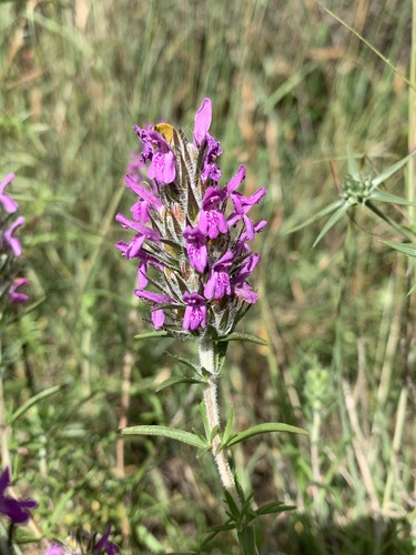 Thymbra spicata (Black thyme) — photo