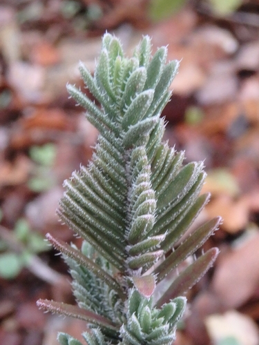 Thymbra spicata (Black thyme) — photo