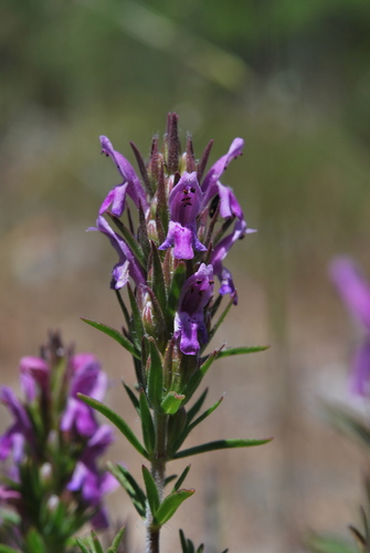 Thymbra spicata