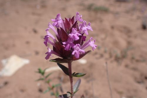 Thymus broussonetii — photo