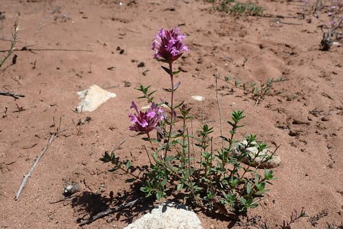 Thymus broussonetii — photo
