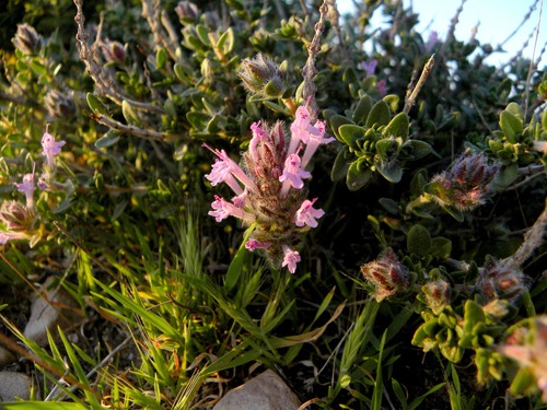 Thymus broussonetii