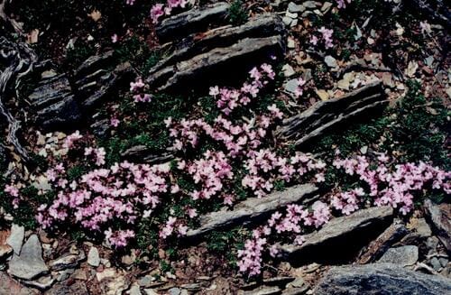 Thymus caespititius (Azores thyme) — photo