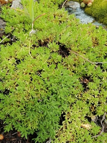 Thymus caespititius (Azores thyme) — photo