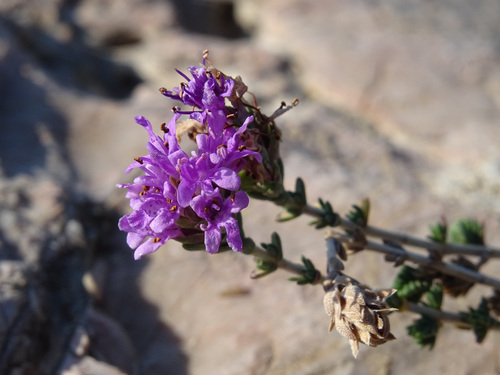 Thymus capitatus (Headed savory) — photo