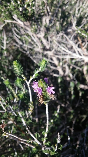 Thymus capitatus (Headed savory) — photo