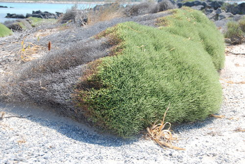 Thymus capitatus