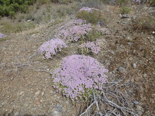Thymus cilicicus — photo