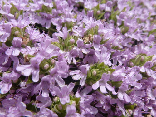 Thymus cilicicus — photo