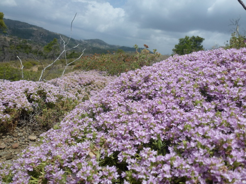 Thymus cilicicus