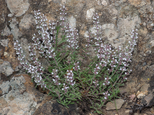 Thymus comptus — photo
