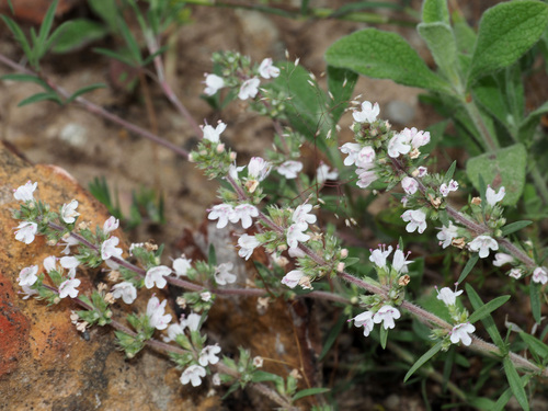 Thymus comptus — photo