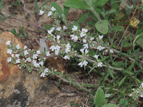 Thymus comptus
