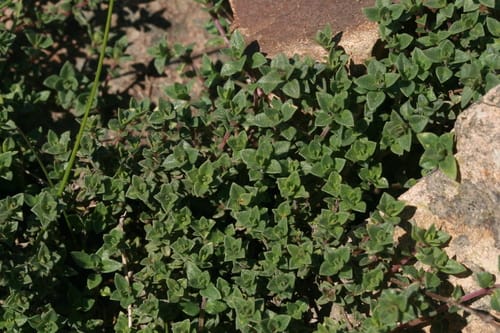Thymus herba-barona (Caraway thyme) — photo