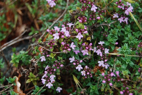 Thymus herba-barona