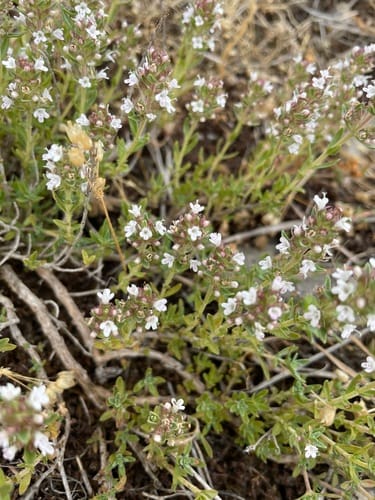 Thymus leucostomus — photo