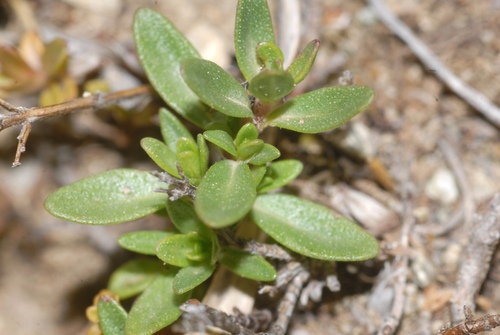 Thymus longicaulis subsp chaubardii var. antalyanus — photo