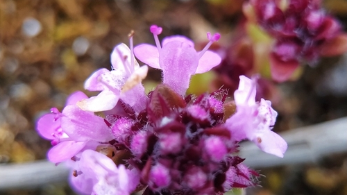 Thymus longicaulis subsp chaubardii var. antalyanus
