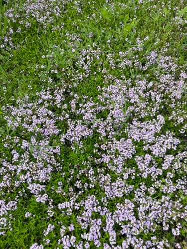Thymus longicaulis subsp chaubardii var. antalyanus — photo